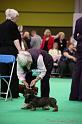 Crufts2011_2 965